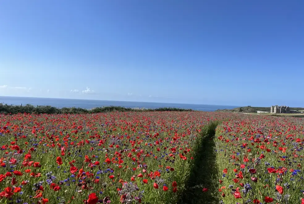 Countryside views at The Wink, Cape Cornwall