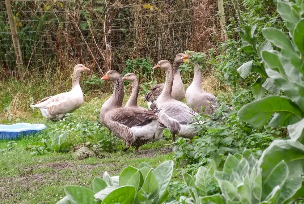 Garden at The Woodlands Lower Level