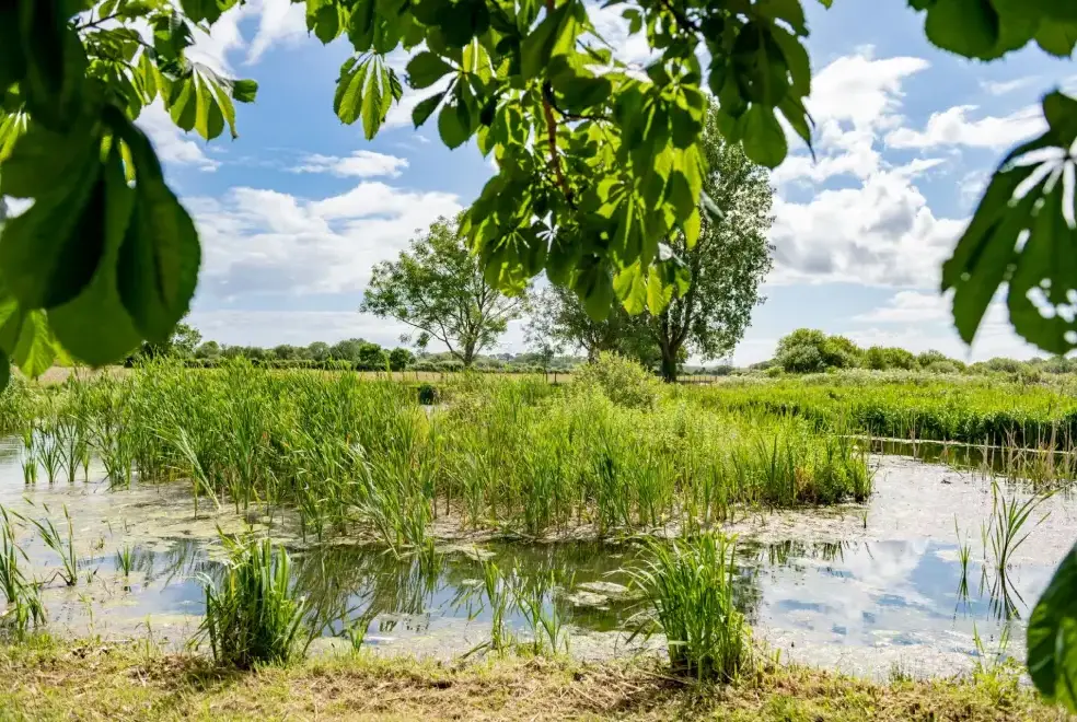 Countryside views at Tincleton Lodge