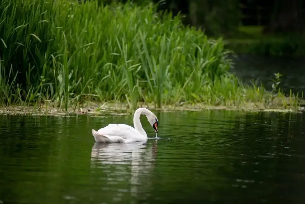 Lake view at Tincleton Lodge