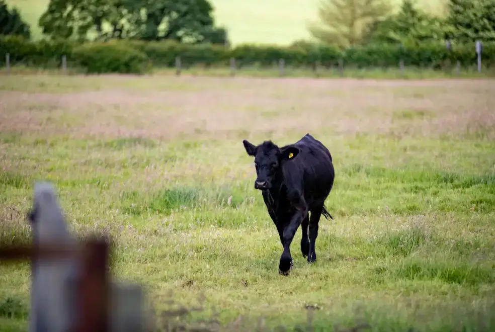 Countryside near Tincleton Lodge