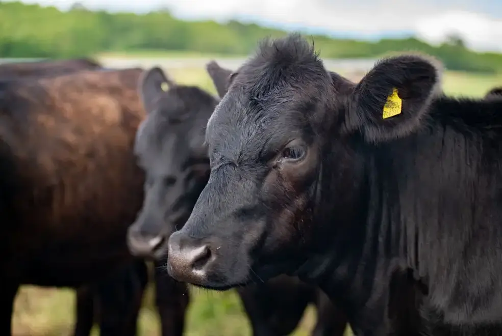 Countryside near Tincleton Lodge