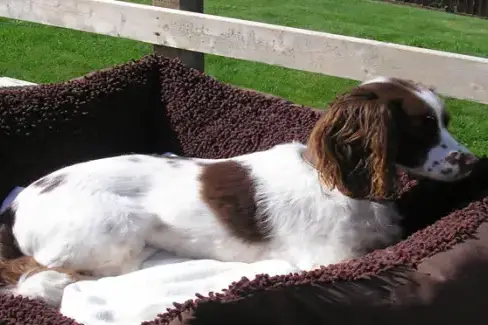 Dogs welcome at Tubbs Delight, Devon