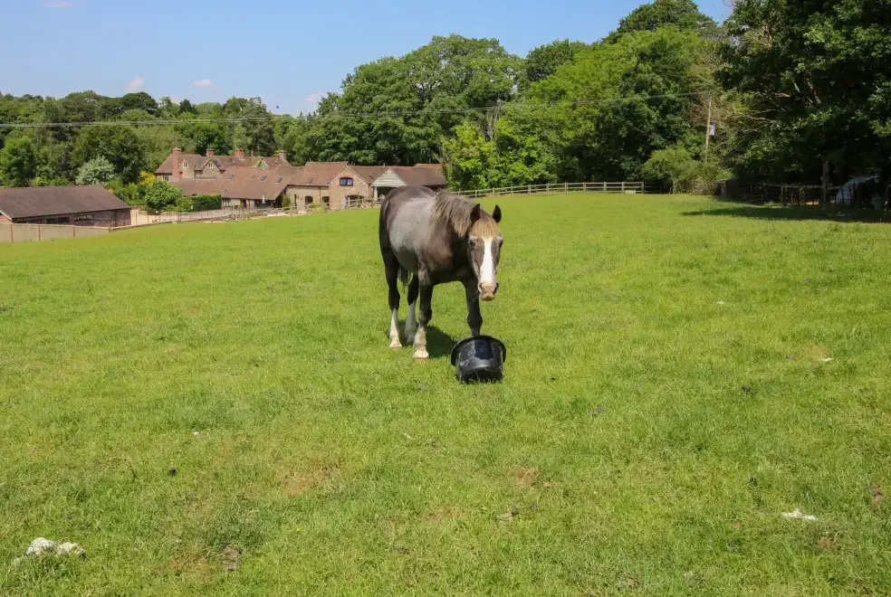 Countryside near Turnip House