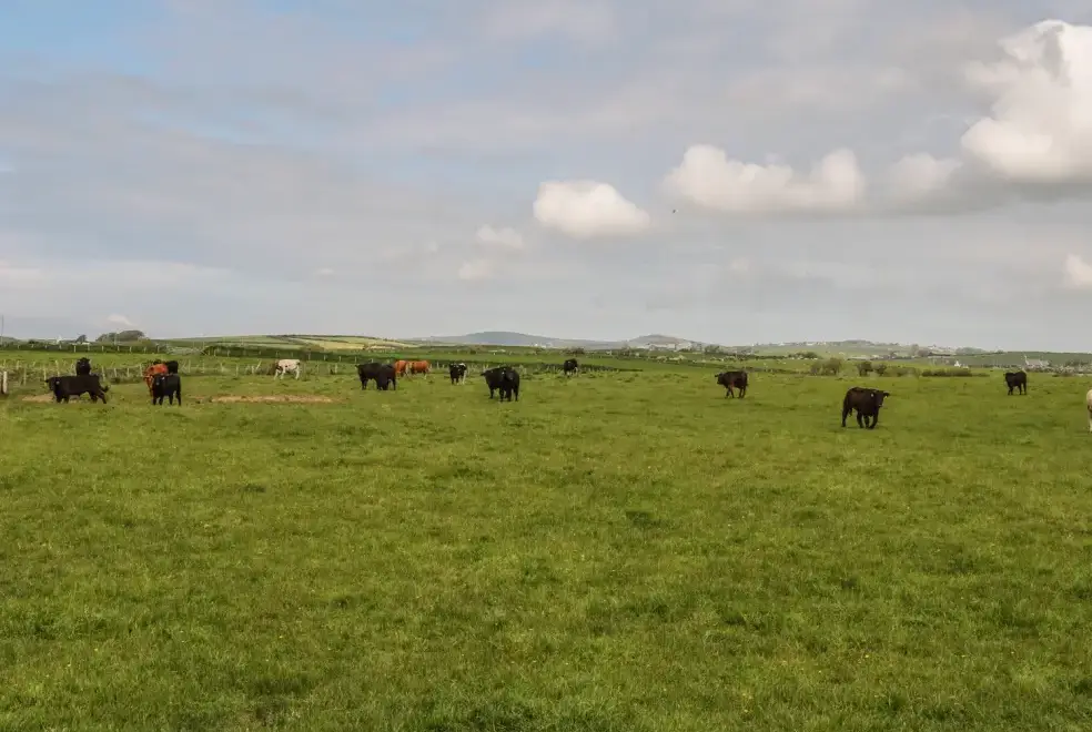 Countryside near Ty Fferm Bodlasan