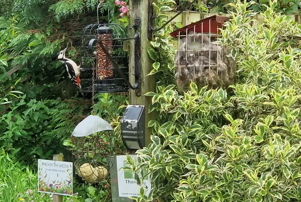 Garden at Ty Gwyn Cottage