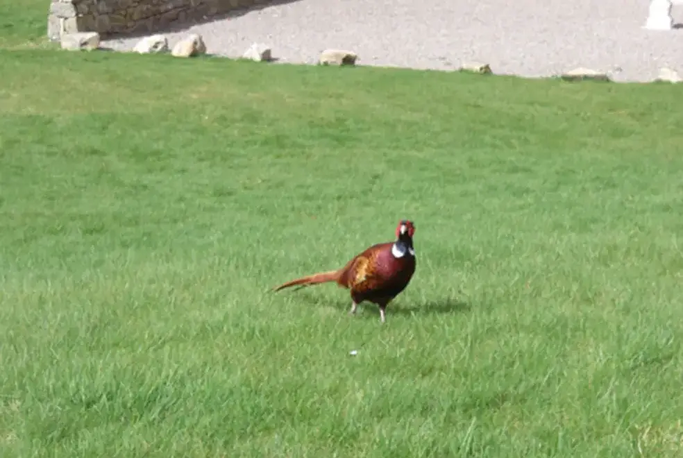 Countryside near Weiroch Lodge