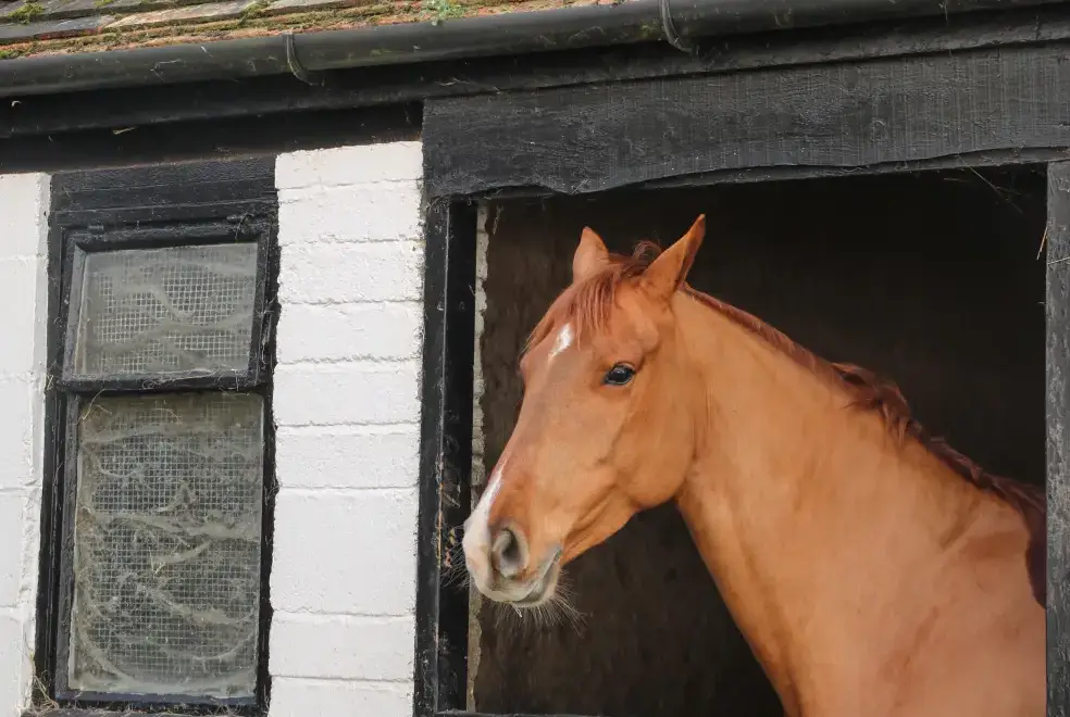 Countryside near Willow Pod