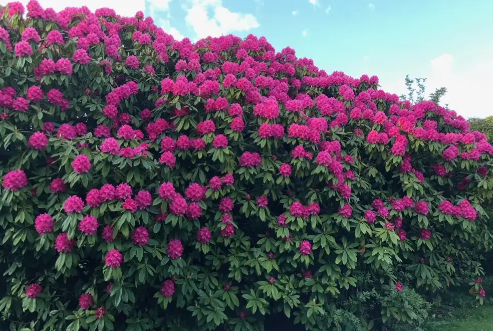 Garden at Woodside House