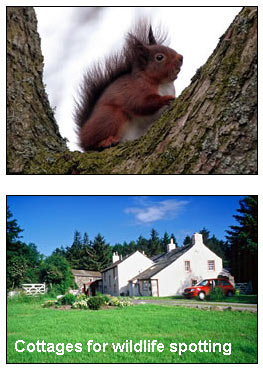 cottages for wildlife spotting