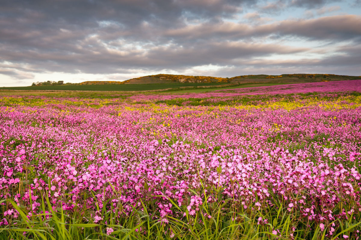 fields of red campion in northumberland