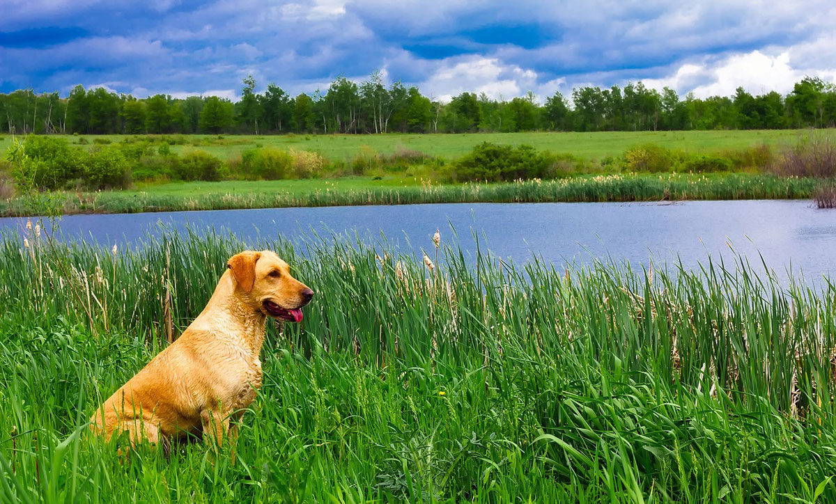 dog friendly self-catering lodges in scotland