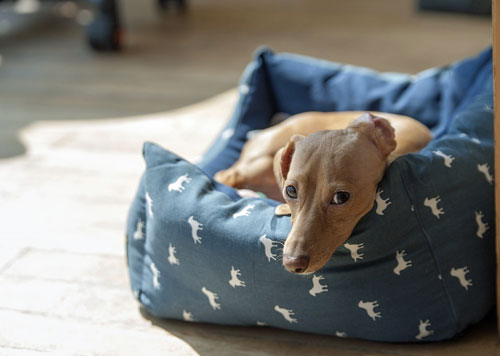 dogs welcome cottages weymouth