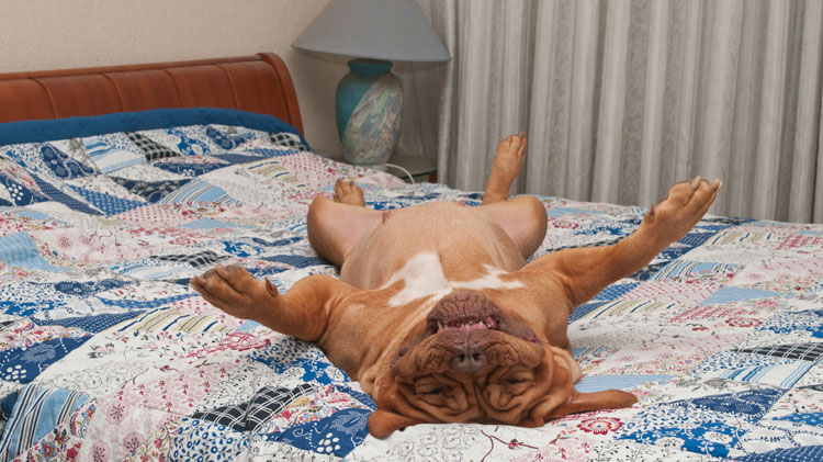 high class holiday cottages that allow dogs