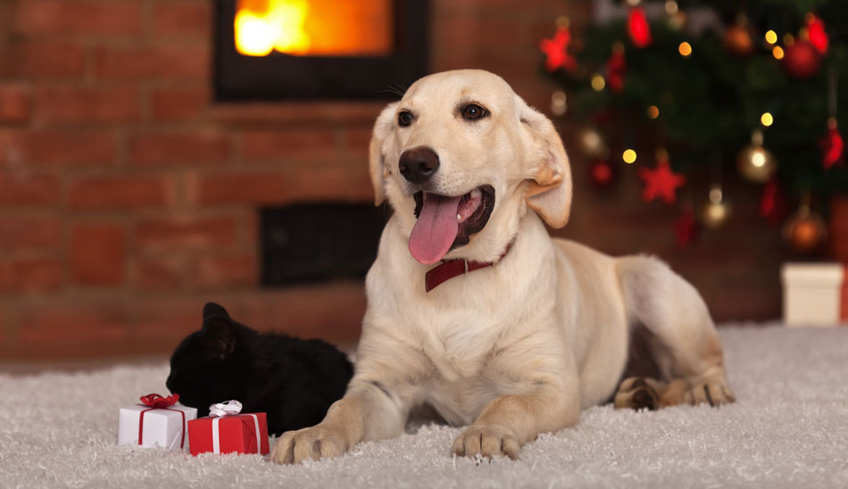 dogs welcome christmas cottages