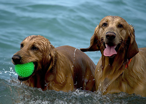 dogs love Yorkshire coastal holidays