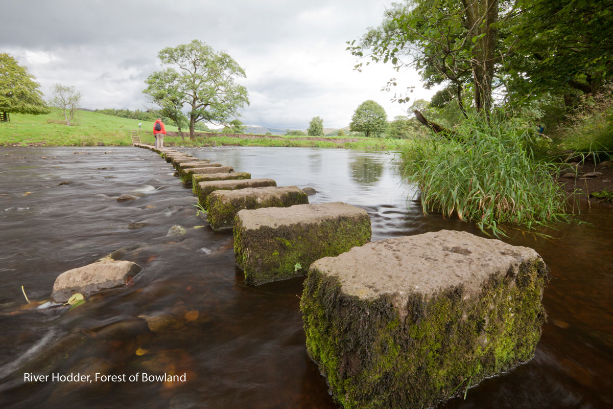Walks with dogs Forest of Bowland