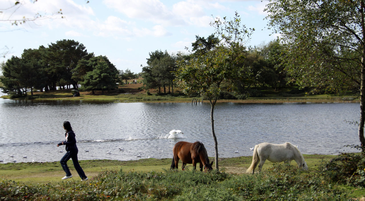 holiday cottages new forest hampshire