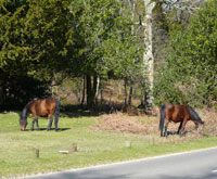 log cabins for self catering holidays in the New Forest