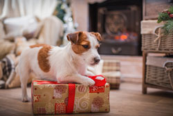 dog friendly luxury big cottages