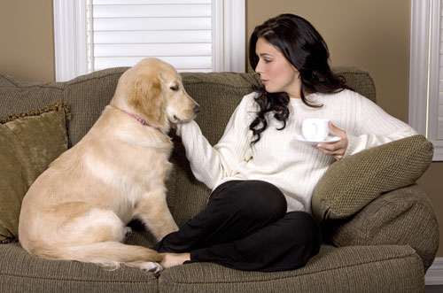 pet friendly wrexham cottages