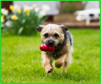 pet friendly cottages with a garden