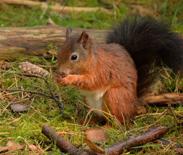 red squirrel aviemore