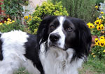 dog friendly self catering cottages south coast england enclosed garden