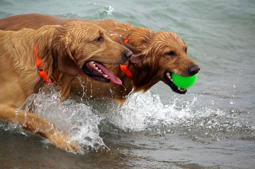 Dogs on holiday on the Suffolk coast