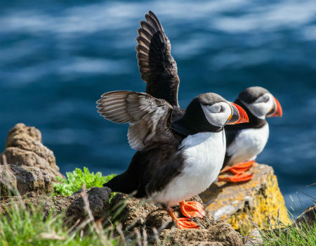 See Puffins on Holiday