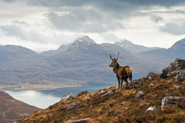 wildlife holidays scotland 