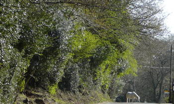 Wild pony walking free in New Forest National Park