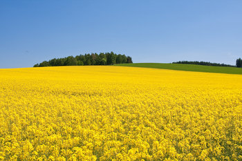 British countryside in summer