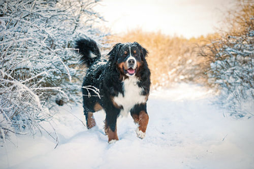 Dog in snow covered countryside