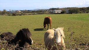 holiday cottages to sleep 4 wales