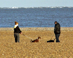 pet friendly holiday cottages isle of wight