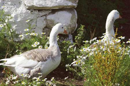 cottages in Westmeath for simple relaxing holidays