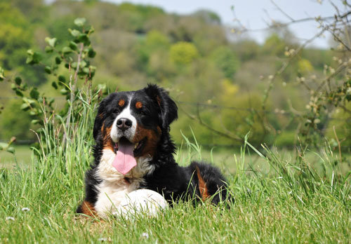 dogs friendly cottages in norfolk with an enclosed garden