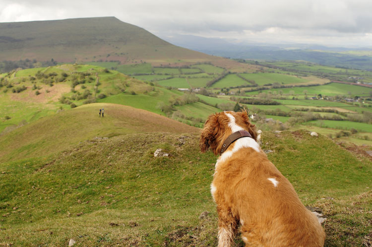 dog friendly self catering holiday cottages wales