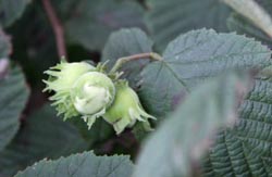 Rediscover cob nuts, blackberries and wild flowers on a farm holiday
