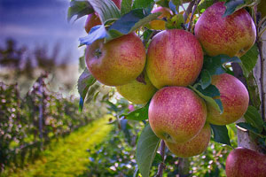Herefordshire self-catering holidays for apples cider and cheese