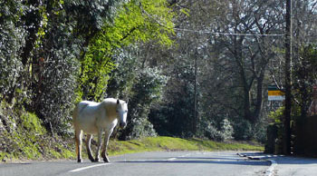 log cabin holidays new forest