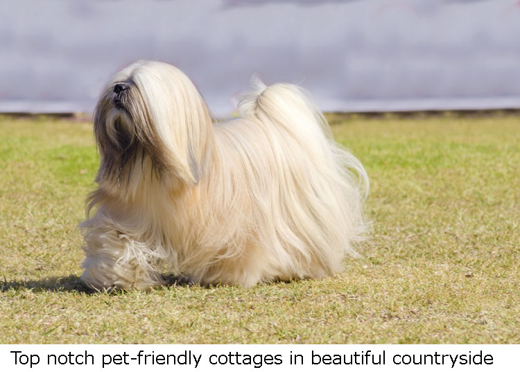 Top notch dog friendly cottages for superior pets