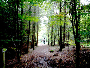 Wendover Woods for walking and cycling