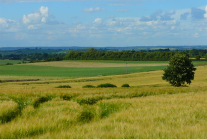 Farmland View