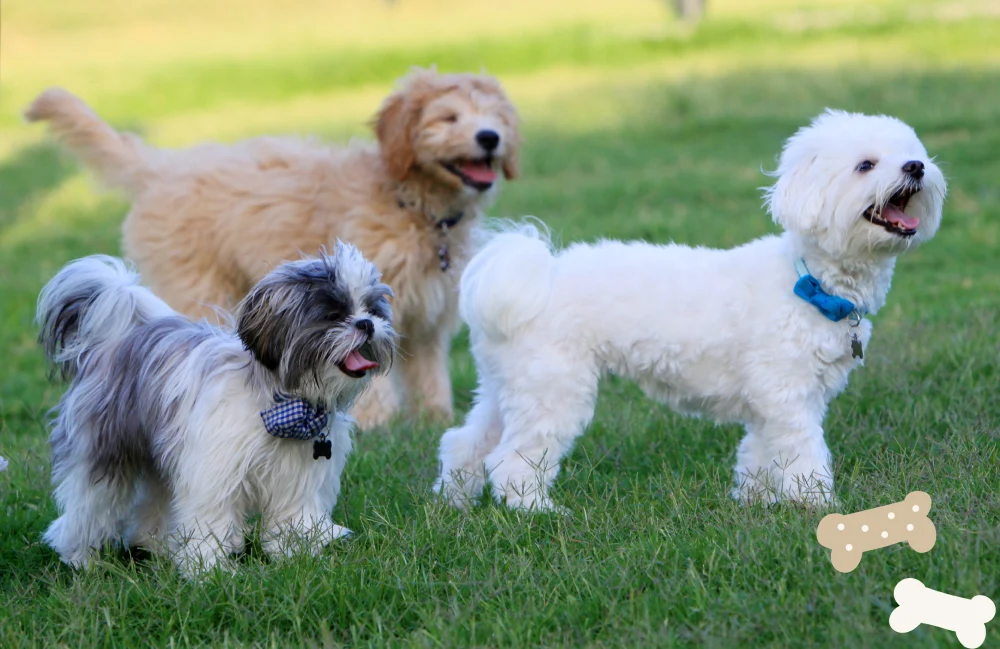 3 Dogs Holiday