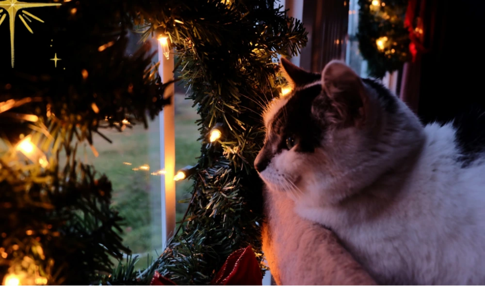 Cat by Christmas tree on holiday