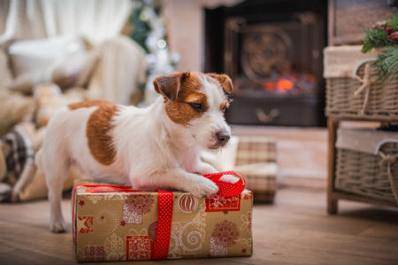 Pets welcome christmas cottages for self-catering holidays