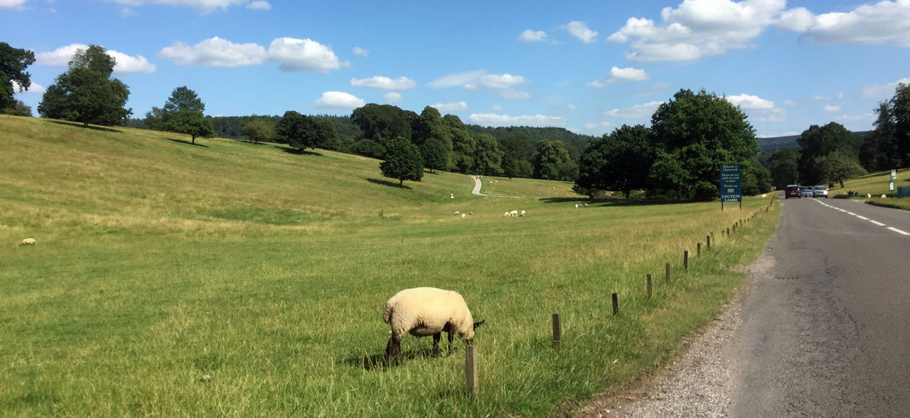Peak District hillside with sheep