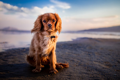 Pet Friendly Cottages In Skegness Dogs Welcome Self Catering